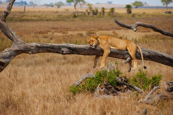 Wildebeest Migration Crossing
